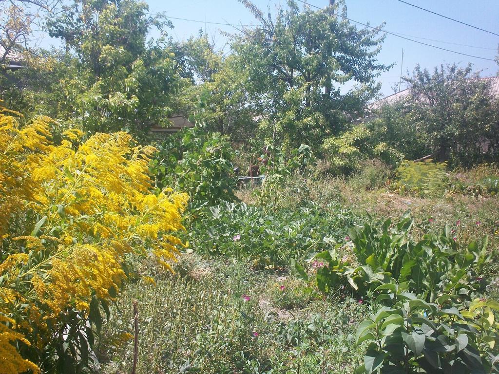 Barseghyan'S Guest House Vardenis エクステリア 写真